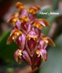Image result for Bulbophyllum prorepens