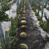 And whats the advantages over regular string & fence design cactus farm? Https Encrypted Tbn0 Gstatic Com Images Q Tbn And9gcqontcaighxlohowatt4mikyheyoh1m7nvqwqeti48nkyoeauf6 Usqp Cau