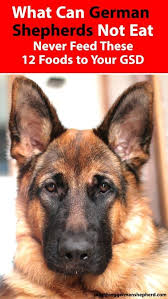 Check spelling or type a new query. What Can German Shepherds Not Eat Never Feed These 12 Foods To Your Gsd German Shepherd Food German Shepherd Grooming German Shepherd