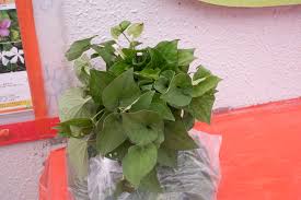 Image result for Hylebates cordatus