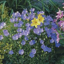 Image result for Carvalhoa campanulata