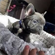 If you have a dog that needs to be rescued or is available for adoption, post their profile here. Akc Healthy French Bulldog Puppies For Adoption French Bulldog Puppies Bulldog Puppies Puppy Adoption