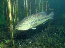 オオクチバス ブラックバス 魚類 動物 yahoo きっず図鑑 動物 ブラックバス 魚類