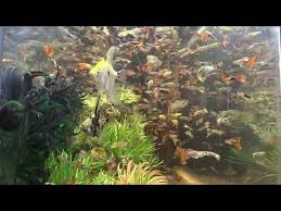 Fishtank Top Best Fish Collection Fish Tank Nature Aquarium Aquarium Fish Tank