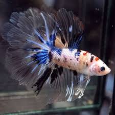 Fancy Multi Colors Koi Galaxy Rosetail Hm Male Betta Fish Betta Fish