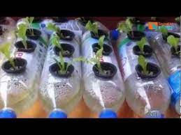 Lengkap Cara Pembuatan Hidroponik Dari Botol Youtube Hidroponik Ide Berkebun Berkebun Hidroponik