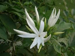 Image result for Jasminum multiflorum