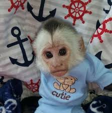 We have a very intelligent capuchin monkeys for sale and now ready for a new home. Pet Baby Monkey For Sale Pet S Gallery