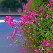 We did not find results for: Queen S Wreath Vine Natural Beauty Without The Fuss