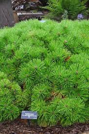 Image result for Hunteria densiflora