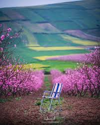 Pin By Yael Klein On Fields Flowers Photography Instagram Instagram Posts
