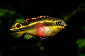 7 Small African Cichlids We Recommend - Kaveman Aquatics
