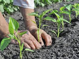 marc de cafe 4 astuces pour votre jardin marc de cafe jardin jardinage jardinage bio