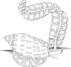 Click the hiding in algae coloring pages to view printable version or color it online (compatible with ipad and android tablets). Sea Snail And Algae Coloring Page Free Printable Coloring Pages Coloring Pages Free Coloring Pages Colouring Pages