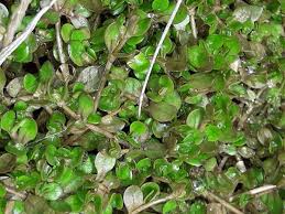 Image result for Montia fontana