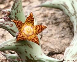 Image result for Orbea schweinfurthii