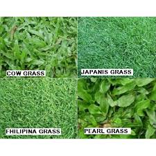 Cara penggunaan sama dengan penggunaan racun rumput lainnya. Pembekal Rumput Karpet Hidup Carpet Grass Japanes Grass Cow Grass Filipina Grass Rumput Mutiara Shopee Malaysia