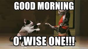 Their paws are not the softest. Good Morning O Wise One Karate Cats Meme Generator