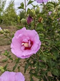 Image result for Hibiscus syriacus ´Pink Chiffon