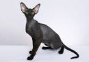 Peterbald Kittens for Sale & Cats for Adoption | Sweetie ...