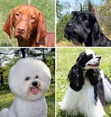 They have hair that has been separated into dreadlocks but this is usually only maintained for showing a black russian terrier with a curly coat. Dog Coat Wikipedia
