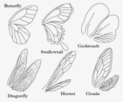 Maybe you would like to learn more about one of these? One Of The Simplest Insect To Draw Kinds Of Wings Of Insects Transparent Png 800x640 Free Download On Nicepng