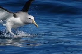 Above The Ocean Saving The World S Most Threatened Birds Ocean beautiful birds coastal birds waterfowl birds shorebirds bird photography flightless bird animals. saving the world s most threatened birds