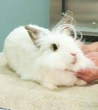 Once the decision for pet euthanasia has been made, we can help you by offering our expertise and compassionate support throughout the entire process. Exotic Vet In Shrewsbury Nj Happy Tails Veterinary Hospital
