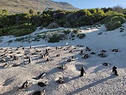 Thought to be most closely related to the severely affected by habitat loss. African Penguin Wikipedia