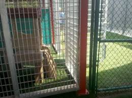 We care for family pets. Best Friends Pet Care At Walt Disney World An Open Suitcase