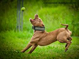 Check spelling or type a new query. American Pit Bull Terrier Steckbrief Fci Klasse Wesen Haustiermagazin