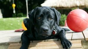 How much does a golden retriever puppy cost? Labradors Burke S Backyard