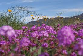 Where are the wildflowers in butte county ca? Super Bloom Guide Where And When To See The Wildflowers In California