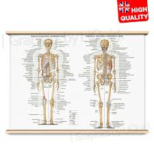 This is a table of skeletal muscles of the human anatomy. Human Anatomy Bones Skeleton Poster Print Education Science A4 A3 A2 A1 Ebay