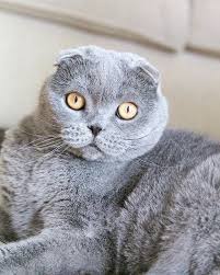 The Life Expectancy Of Cats Depends On A Variety Of Circumstances Including Environment Diet Health The Average Domestic Cat Cat Lifespan Purebred Cats Cats