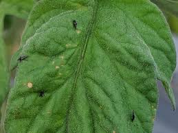 Image result for BLACKFLY ON TOMATO PLANTS