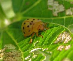 Ladybugs are a gardener's best friend, eating aphids and generally brightening up the place. 13 Natural Ways To Get Rid Of Mexican Bean Beetles Dre Campbell Farm