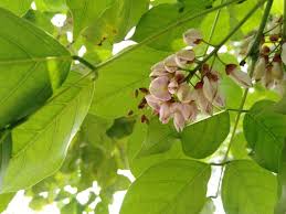 Image result for Millettia pinnata