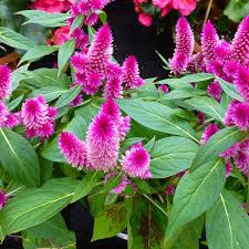 Image result for Celosia argentea
