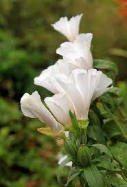 Clarkia Flower Yoga Best Flower Wallpaper