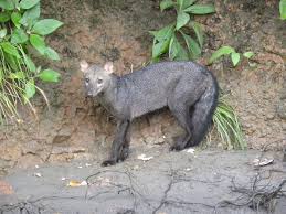 Cerdocyon thous) é uma espécie de canídeo endêmico da américa do sul. Cachorro Do Mato De Orelhas Curtas Atelocynus Microtis Biodiversity4all