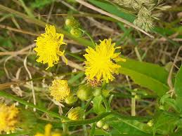 Image result for Crepis newii