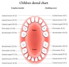 Baby Teeth Chart In Manhattan Beach Ca Bayview Pediatric