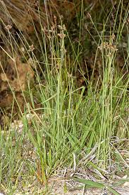 Image result for Fuirena pubescens