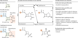 antibiotic allergy sciencedirect