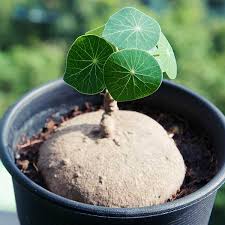 Check spelling or type a new query. 8cm Stephania Erecta Bulb Rare House Plant Bulb