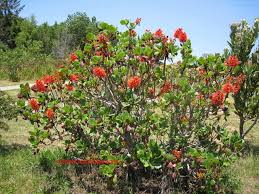 Image result for Greyia