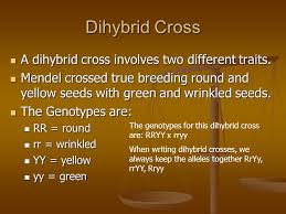 A dihybrid cross is an experiment in genetics in which the phenotypes of two genes are followed through the mating of individuals carrying multiple alleles at those gene loci. Genetics Ppt Video Online Download