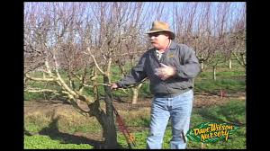 Japanese red maple have brilliant red leaves. How To Graft A Fruit Tree Youtube