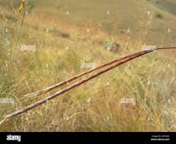 Image result for Andropogon schirensis